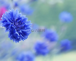 矢車菊,花園,花的
