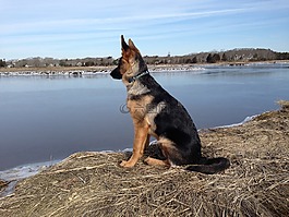 德國牧羊犬,狗,海灘