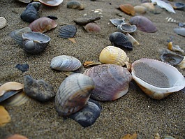 貝殼,海灘,沙