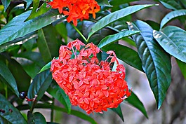 自然,葉,植物區(qū)系