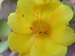 花,黃色,橙色