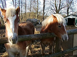 haflinger,马,小马