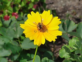 花,開(kāi)花,黃色
