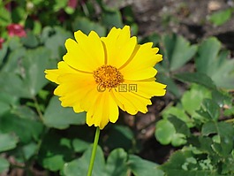 花,開花,黃色