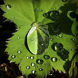 一滴水,葉子,雨滴