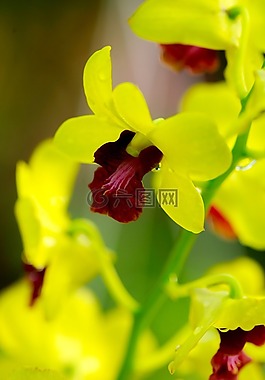 花,菊花,亞洲