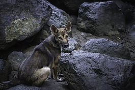 狗,野生,動物