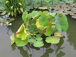 水百合,蓮花,自然