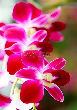 花,菊花,亞洲