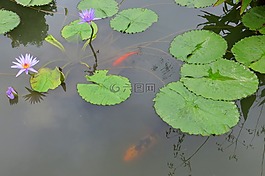 水百合,池,蓮花