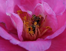 花,蜜蜂,蜂蜜
