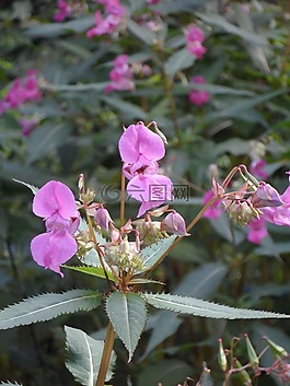 香脂,喜馬拉雅山苦瓜,鳳仙花 glandulifera
