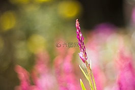 花,紅色,ee