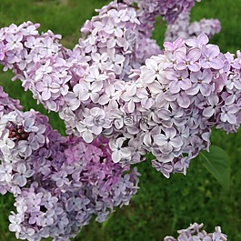 春天,丁香,鮮花