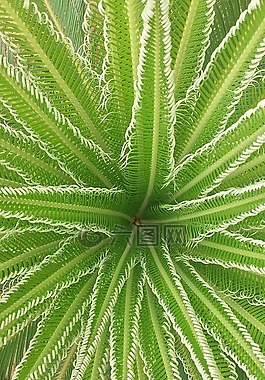 綠色,植物,拉斯帕爾馬斯