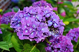 八仙花,鮮花,紫