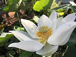 蓮花,開花,曲線