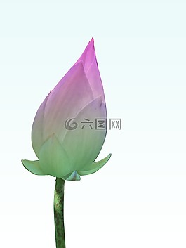 蓮花,漂亮的曲線,號角