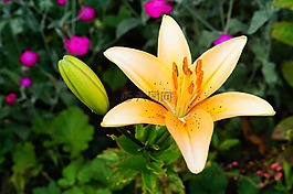百合花,鮮花,橙