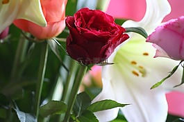 玫瑰,紅色,花