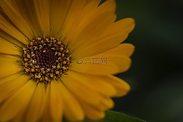 橙花,花,橙色