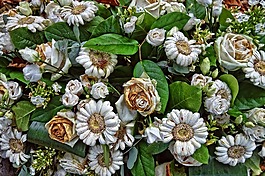 非洲菊,雛菊,花束