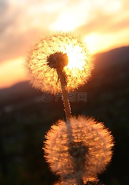 蒲公英,花,雜草