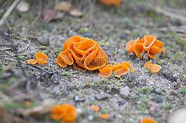 蘑菇,橙色,植物