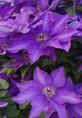 紫,花,性質(zhì)