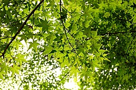 葉,種植,木材