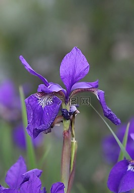 花,紫色,紫色花