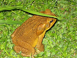 青蛙,夜,兩棲類