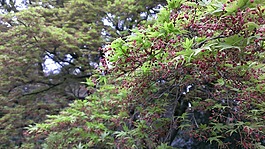 新宿御苑,春天,紅葉