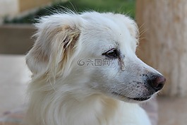 狗,動物,小狗