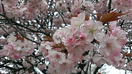 櫻桃,春天,野櫻桃