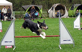 hundesport,狗,活动