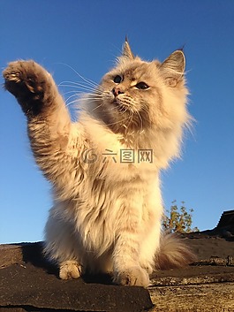 猫,housecat,宠物