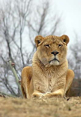 獅子,動物園,野生動物