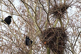 燕窩,烏鴉,crow's nests