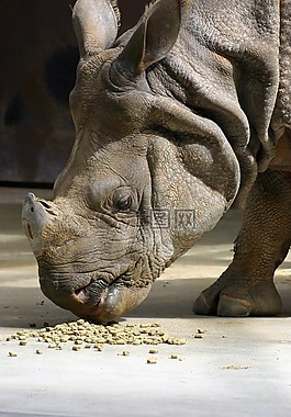 犀牛,動(dòng)物,動(dòng)物園