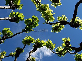 芽,春天,天空