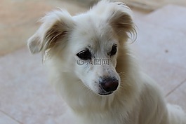 狗,小狗,白