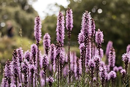 花,自然,春
