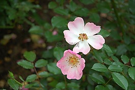 玫瑰,颜色粉色,花