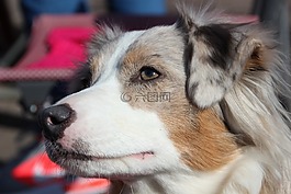 澳大利亞牧羊犬,狗,小牧羊人