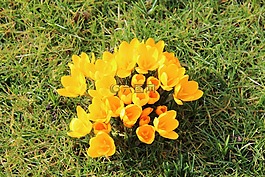 藏紅花,黃色,鮮花