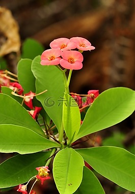 刺,開(kāi)花,杏
