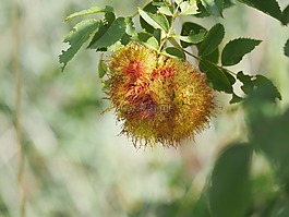 開花,性質(zhì),草地