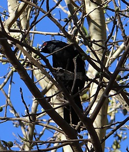 亚洲koel,eudynamys scolopaceus,鸟