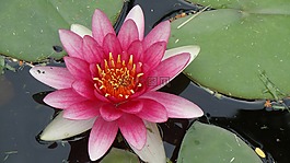 水百合,百慕大,粉紅色的花